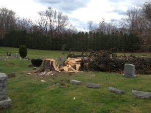 Tree Takes Out Headstones